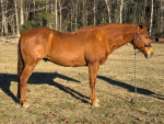 Aqha Registered Gelding “Hick” for sale