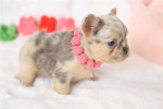 Merle French Bulldogs are truly special