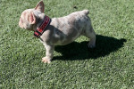 Merle French Bulldogs are truly special