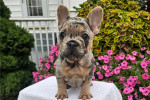 Merle French Bulldogs are truly special