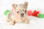 Merle French Bulldogs are truly special