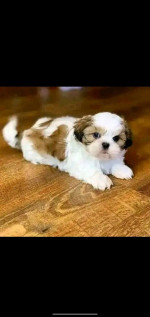 SHIH TZU AVALIABLE FOR REHOMING