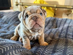 Rare & Stunning English Bulldog Puppy for Sale – Sweet, Healthy, and Ready for a Loving Home!