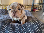 Rare & Stunning English Bulldog Puppy for Sale – Sweet, Healthy, and Ready for a Loving Home!