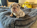 Rare & Stunning English Bulldog Puppy for Sale – Sweet, Healthy, and Ready for a Loving Home!