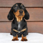 Adorable Dachshund Puppy for Sale – Loyal, Playful, and Ready for a Loving Home!