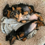 Adorable Dachshund Puppy for Sale – Loyal, Playful, and Ready for a Loving Home!