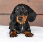Adorable Dachshund Puppy for Sale – Loyal, Playful, and Ready for a Loving Home!