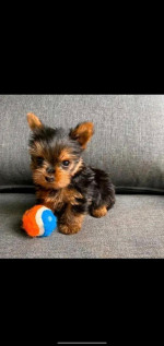 YORKSHIRE TERRIER PUPPY AVALIABLE FOR REHOMING