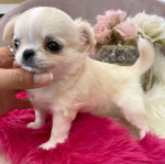 CHIHUAHUA PUPPY AVALIABLE FOR REHOMING