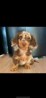DACHSHUND PUPPY