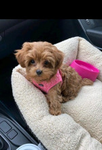 MALTIPOO PUPPY AVALIABLE FOR REHOMING
