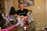 F1 savannah kittens for sale 50% off