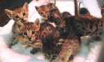 Babies f1 savannah kittens for sale