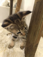 Savannah kittens ready togo