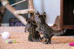 Savannah kittens ready togo