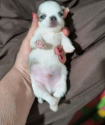 CHIHUAHUA PUPPY AVAILABLE FOR REHOMING