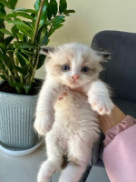 Ragdoll kittens