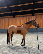 Adorable Horse Looking for a New Home