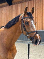 Adorable Horse Looking for a New Home