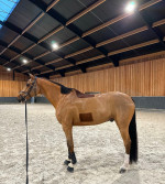 Adorable Horse Looking for a New Home