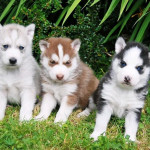 Blueeyes Siberian Husky Puppies available