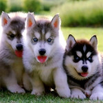 Blueeyes Siberian Husky Puppies available