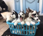 Sweet Siberian Huskies Ready for their new homes