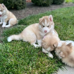 Sweet Siberian Huskies Ready for their new homes