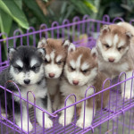 Sweet Siberian Huskies Ready for their new homes