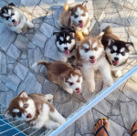 Sweet Siberian Huskies Ready for their new homes