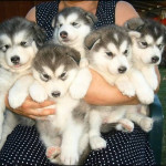Sweet Siberian Huskies Ready for their new homes
