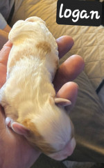 Cavalier  king charles puppie