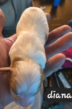 Cavalier  king charles puppie