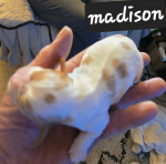 Cavalier  king charles puppie