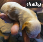 Cavalier  king charles puppie