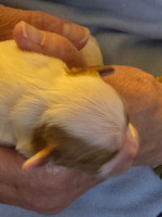 Cavalier  king charles puppie