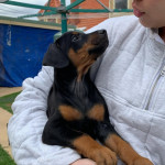 Dog Breed Doberman Pinscher