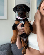 Dog Breed Doberman Pinscher