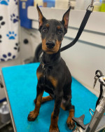 Dog Breed Doberman Pinscher
