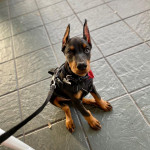 Dog Breed Doberman Pinscher