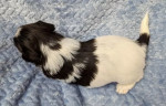 Adorable Merle-Coated Biewer Terrier Puppy Ready for a Loving Home!
