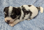 Adorable Merle-Coated Biewer Terrier Puppy Ready for a Loving Home!