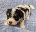 Adorable Merle-Coated Biewer Terrier Puppy Ready for a Loving Home!