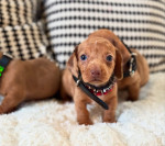 KC PRA clear true mini dachshund puppies available
