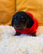 KC PRA clear true mini dachshund puppies available