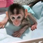 Adorable  male and female capuchin monkeys