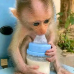 Adorable  male and female capuchin monkeys