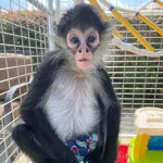 Adorable  male and female capuchin monkeys