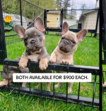 Dogs for sale